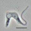 Trypanosoma brucei