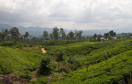 Tea plantations near Nuwara Eliya – Sri Lanka is famous for its tea