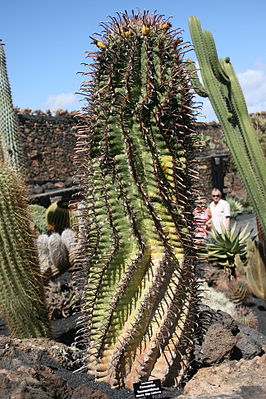 Teguise Guatiza - Jardin - Ferocactus townsendianus 02 ies.jpg