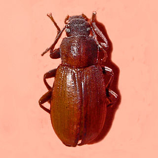 <i>Stenomax aeneus</i> species of insect