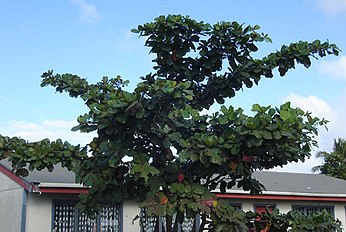 typical horizontal branches