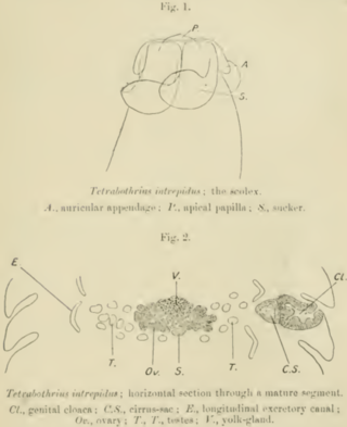 <span class="mw-page-title-main">Tetrabothriidea</span> Order of tapeworms