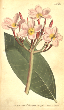 The Botanical Magazine, Plate 279 (Volume 8, 1794).png