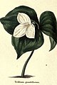 The botanic garden (Plate 7) - Trillium grandiflorum.jpg