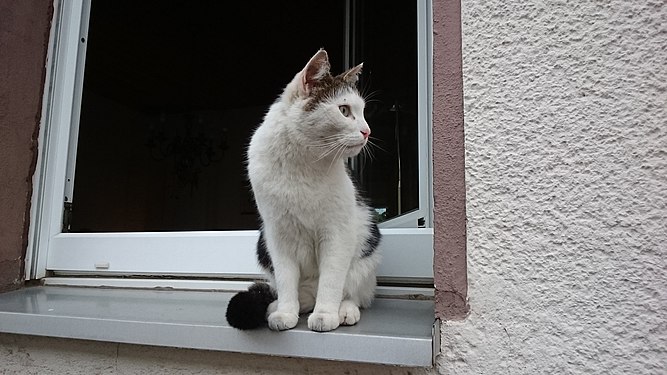 Cat using the window sill to monitor his street.