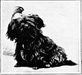 The new book of the dog; a comprehensive natural history of British dogs and their foreign relatives, with chapters on law, breeding, kennel management, and veterinary treatment (1907) (20115892154).jpg