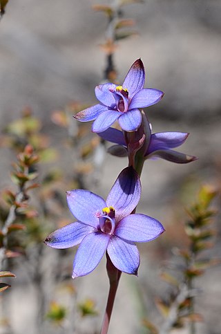 <i>Thelymitra azurea</i> Species of orchid