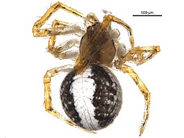 Theridion lawrencei