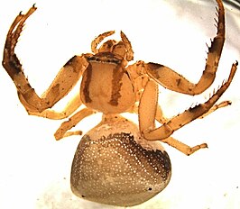 Thomisus albertianus