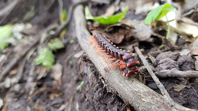 Ulat gonggok di hutan