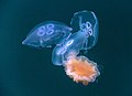 Lion's mane jellyfish capturing three moon jellyfishes