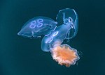 Thumbnail for File:Three moon jellyfishes captured by a lion's mane jellyfish 1.jpg