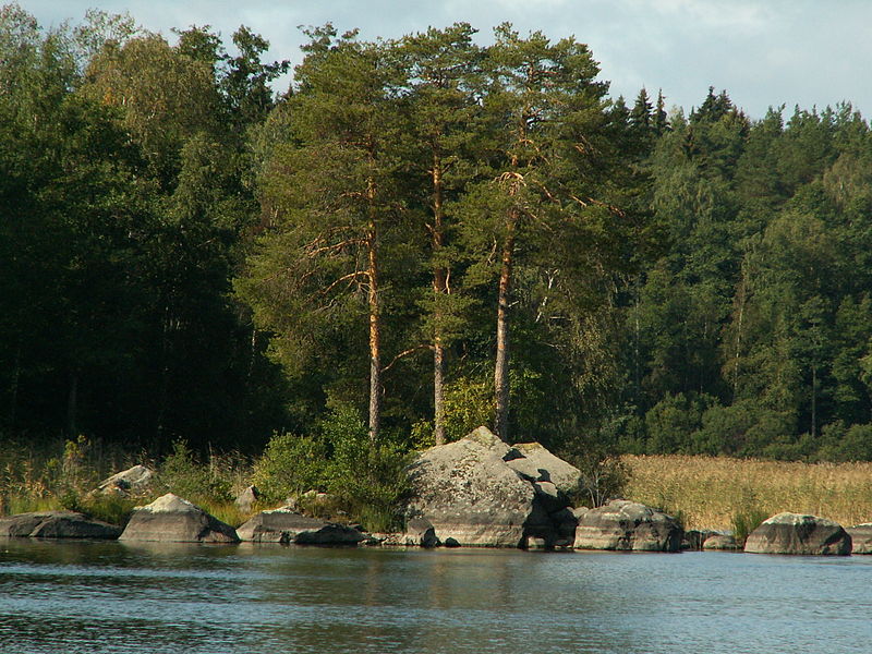 File:Three pines . (Vuoksa) - panoramio.jpg