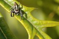 Salticidae (Jumping spiders)