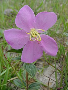 Tibouchina asperior.jpg