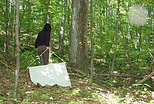 Researcher collecting ticks using the "tick dragging" method Tick dragging.jpg