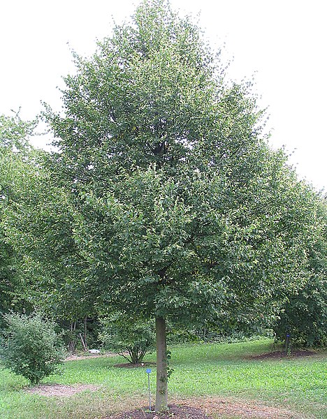 File:Tilia cordata 'Erecta'.jpg