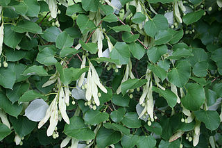<i>Tilia oliveri</i> Species of plant in the family Malvaceae