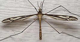 Tipula (Yamatotipula) furca