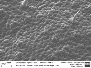 Tobacco epidermal surface in electron microscopy.tif