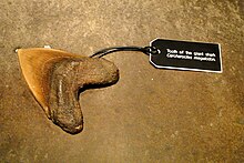 Tooth of a megalodon on display at the museum. The museum boasts a fossil collection of approximately 55,000 specimens. Tooth of Megalodon Shark - Royal BC Museum - Victoria BC - Canada.jpg