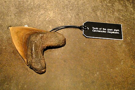 Tooth of a megalodon on display at the museum. The museum boats a fossil collection of approximately 55,000 specimens.