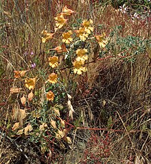 Topaeolum incisium шолу.jpg