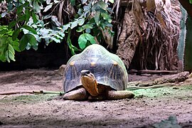 Tortue étoilée de Madagascar (Astrochelys radiata).jpg