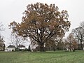 Oak tree on Totteridge Green