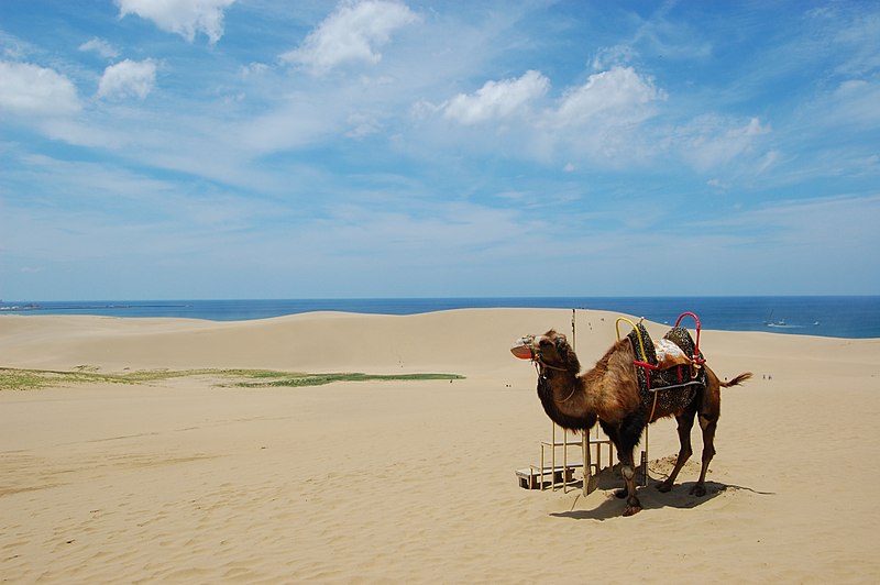 File:Tottori sanddunes camel.jpg