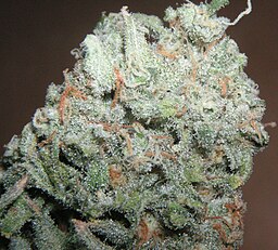 Trainwreck Strain