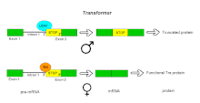 Alternative splicing of the Drosophila Transformer gene product. Transformer splicing.gif