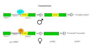 Alternative Splicing