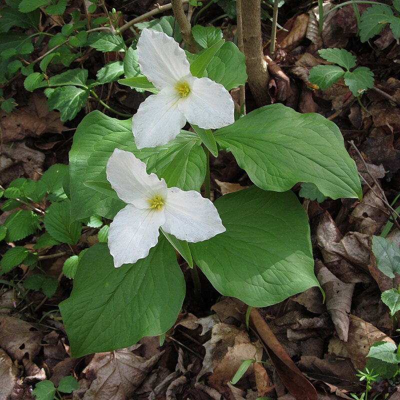 Trillium grandiflorum