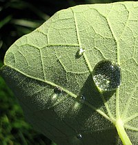 Bottom side of a Nasturtium leaf