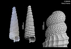 Tubercliopsis cataldinii (MNHN-IM-2000-26042).jpeg