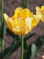 Tulipa 'Aquilla', Tulipan 'Aquilla', 2016-05-02