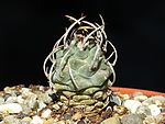 Turbinicarpus schmiedickeanus subsp. schwarzii