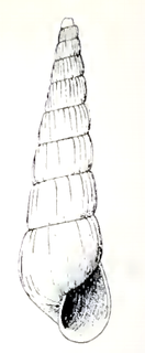 <i>Turbonilla halistrepta</i> Species of gastropod
