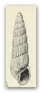 <i>Turbonilla lucana</i> Species of gastropod