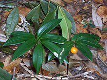 Understorey plant at Mount Banda Banda.jpg