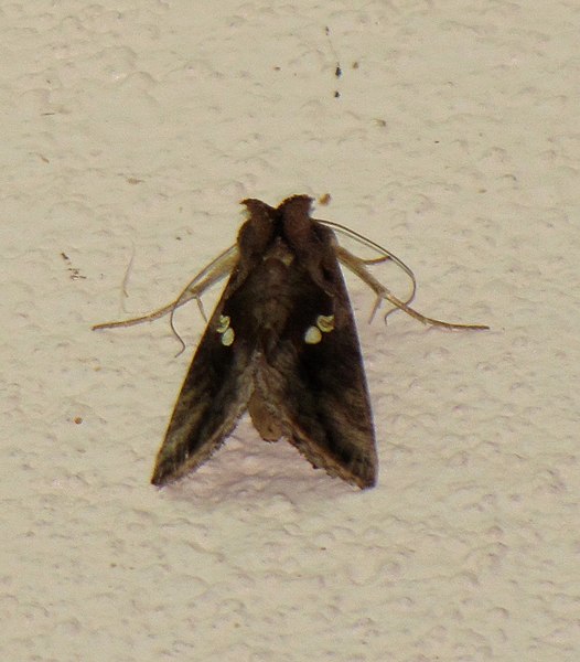 File:Unidentified moth 6715.jpg