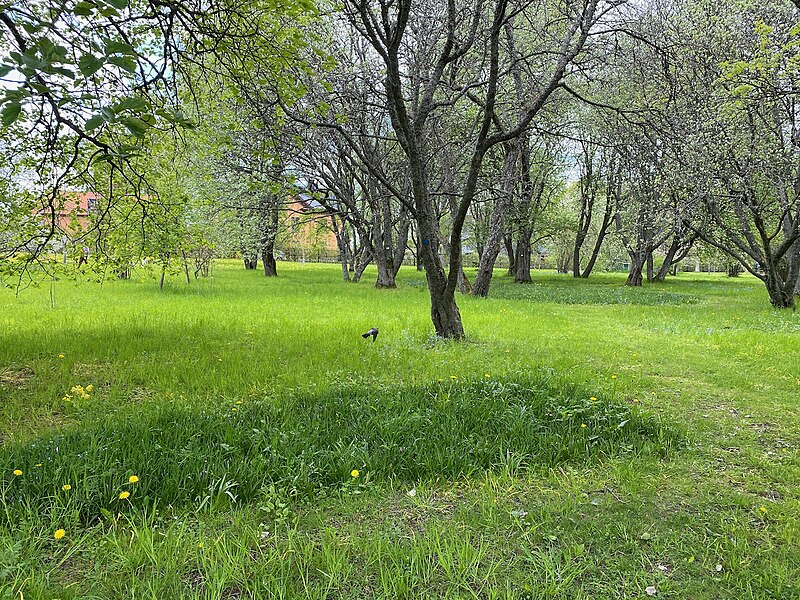 File:Urban Meadow in Uppsala.jpg