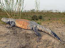 Uromastyx loricata.jpeg