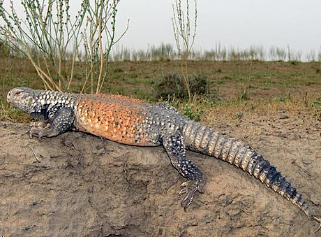 Шипохвіст панцирний