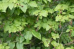 Vaccinium oldhamii