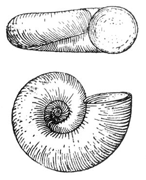 Valvata cristata drawing.jpg