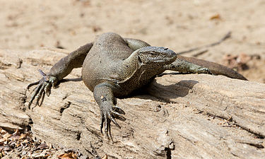 Varanus bengalensis - 02.jpg