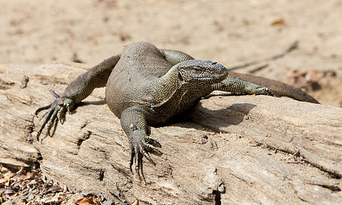 Wild Bengal monitor (Varanus bengalensis) in Yala National Park, Sri Lanka.