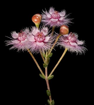 <i>Verticordia insignis</i> Species of flowering plant